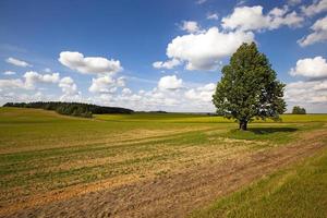 campo en verano foto