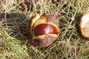 ripe fruit chestnut photo