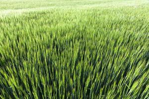 Field with cereal photo