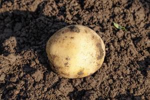 agricultural field , yellow potatoes photo