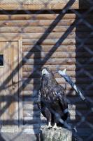 Eagle at the zoo photo