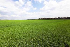 immature cereals , field photo