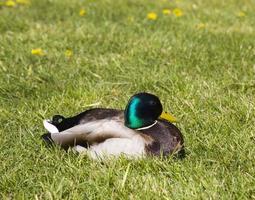 pato descansando, cerrar foto