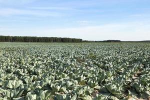 green cabbage field photo