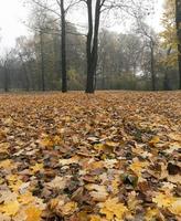 Cloudy weather in the autumn forest photo