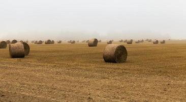 stack of straw field photo