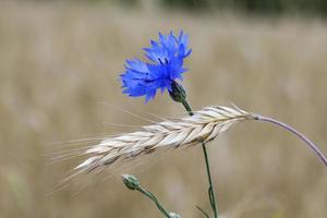 el aciano azul que crece en un campo agrícola trigo foto