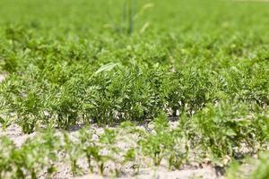 Field with carrot photo