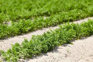 Field with carrot photo