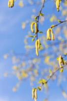 birch trees in spring photo