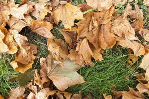 fallen leaves on the ground photo