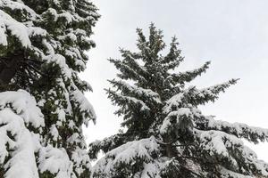 Spruce in the snow photo