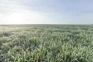 plantas de hierba jóvenes, primer plano foto