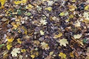 Fall foliage, close up photo