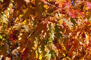 red foliage trees in the oak photo