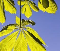 chestnut leaves, close up photo