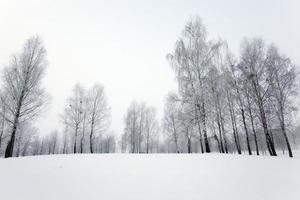 park in winter photo