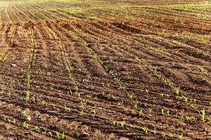 Agricultural field . corn photo