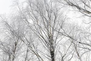 copas de los árboles temporada de invierno foto