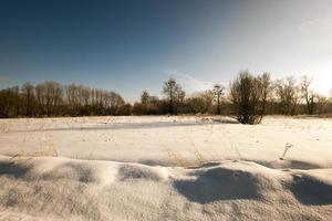 trees in winter photo