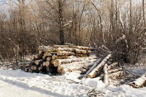 madera en el invierno foto