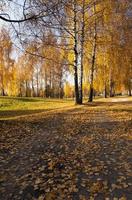 park in autumn photo