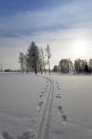 árboles en invierno foto