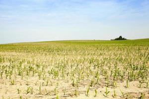 Corn field, summer time photo