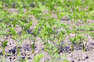 Field with carrot photo