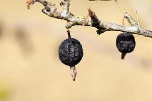 dried berries harvest photo