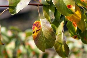 pear foliage in autumn photo
