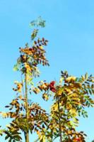 autumn in the park photo