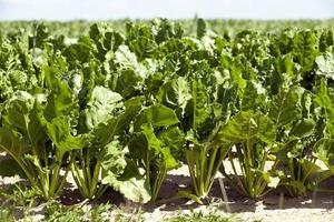 Field with sugar beet photo