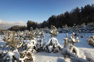 pine trees in winter photo