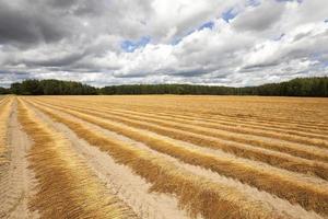 Flax field . autumn photo