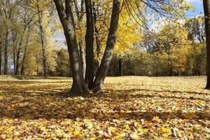 The fallen to the ground. photo