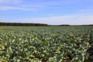 Field with cabbage, summer photo