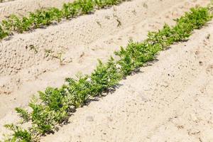 Field with carrot photo