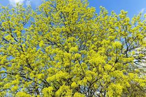 flowering maple tree photo