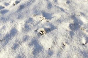 golpes en la nieve, invierno foto