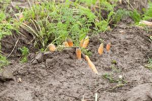 red carrots in the field photo