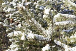 spruce in the snow, winter photo