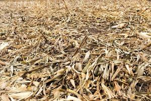 husks and leaves of corn photo