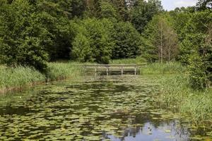 lake with growing water lilies photo