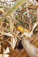 Field corn, agriculture photo