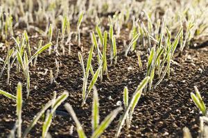 green wheat in a frost photo