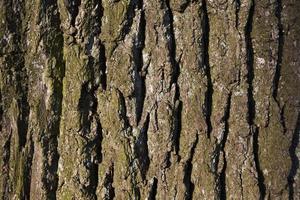 tree bark, close-up photo