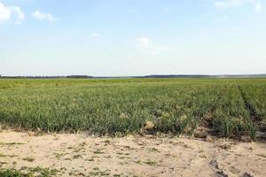 field with green onions photo