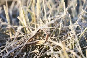 green grass in the frost photo