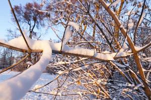 árboles en la nieve foto